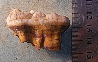 Fine Near Complete 4.  5cm Molar - Cave Bear Ursus Spelaeus: Pleistocene,  Austria