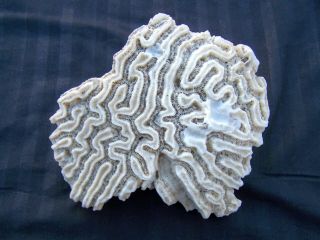 Brain Coral - Large Natural Ocean Caribbean Sea Fossil - Beach Decor