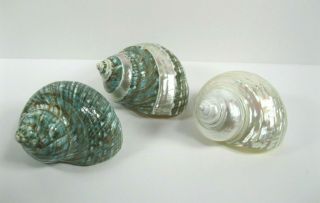 Pearl Green Mother Of Pearl Banded Turbo Sea Shell Hermit Crab 4 " Polished 3 Pc