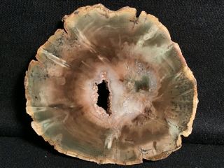 Rw " Petrified Wood Round " Woodworthia From Zimbabwe