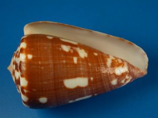 Conus Venulatus,  Dark Pattern,  53.  1mm,  Cape Verde Shell G514