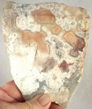 3 Awesome Laguna or Crazy Lace Agates Total 7.  2 ounces 1st 3 pictures wet 2208 3