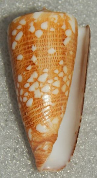 Seashell Conus Nobilis Victor 47.  18mm