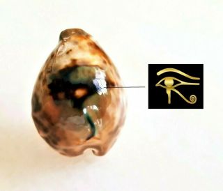 Seashell Cypraea Teulerei Exceptional " Eye Of Horus " Shell