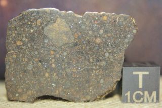 Nwa 12518 Ll3 Primitive Chondrite Meteorite 6.  7g Part Slice So Many Chondrules