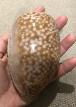 Atlantic Deer Cowrie Shell 123mm 5” Macrocypraea Cervus Seashell Vintage 1950’s