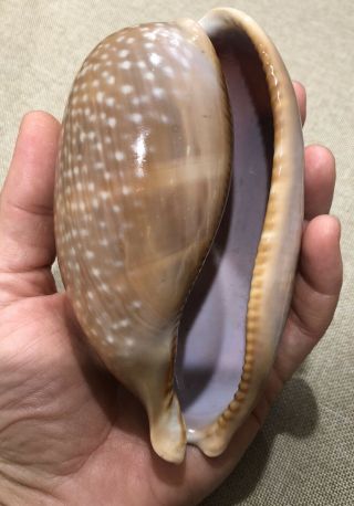 Atlantic Deer Cowrie Shell 123mm 5” Macrocypraea Cervus Seashell Vintage 1950’s 2