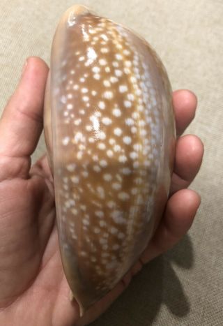 Atlantic Deer Cowrie Shell 123mm 5” Macrocypraea Cervus Seashell Vintage 1950’s 3