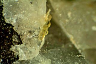 Tadzhikite - (ce) Tre Croci,  Viterbo Latium,  Italy,  Micromount,  Ex Henderson,  Allori