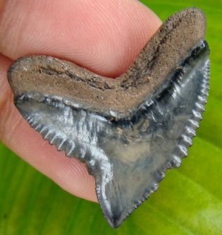 Extinct Tiger Shark Tooth - 100 Real Fossil - Rare - Galeocerdo Mayumbensis
