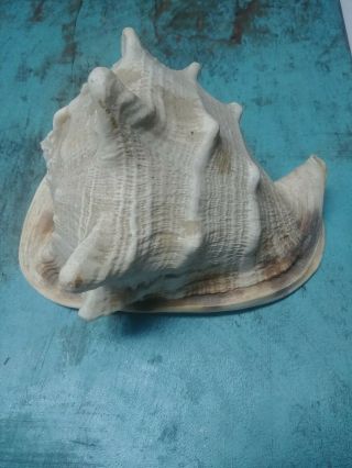 Huge Real Horned Queen Helmet Conch Sea Shell 10l X 7h Vintage 8 " Wide