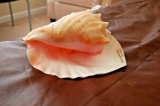 Large Queen Pink Conch Shell 12 " Long Decorative Beach Decor