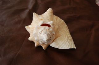 Large Queen Pink Conch Shell 12 
