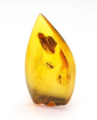 Baltic Amber With Fossil Insect Inclusion,  Two Nematocera (midges)