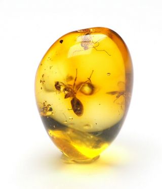 Baltic Amber With Fossil Insect Inclusion,  Three Nematocera (midges) Plus Ant