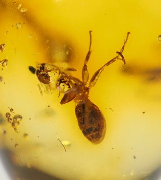 Baltic Amber with Fossil Insect Inclusion,  Three Nematocera (midges) plus ant 2