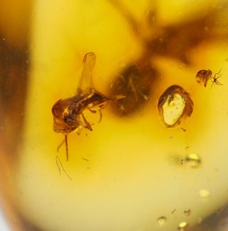 Baltic Amber with Fossil Insect Inclusion,  Three Nematocera (midges) plus ant 3