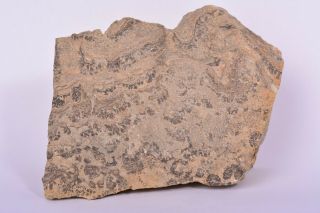 Rare Scottish Stromatolite Fossil Algae Rough Specimen Scotland Rock Dbdl515