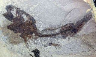 Alosa Sp - Oligocene Fossil Fish