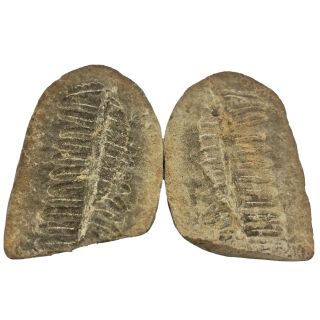 Ancient Fern Fossil Pair - Authentic Prehistoric Artifact - 300 Million Bc - E