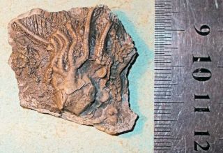 Rare 3.  5cm Near - Complete Crinoid Calyx; Carboniferous Of Hook Head,  Ireland