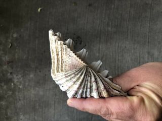 Vintage Natural Huge Clam Shell Tridacna Gigas Seashell 7x5 No Damage