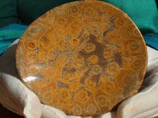 Fossil Hand Carved Bowl Or Ashtray With Hexagonoria Fossil Coral