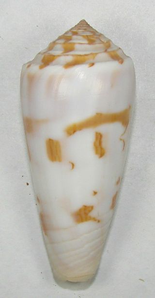 Conus Gubernator 57.  37mm Choice Rare Specimen Nacala,  Mozambique