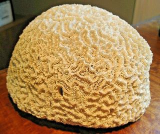 2 Lb Brain Coral Sea Fossil Natural Aquarium Beach Reef White Specimen 15 "
