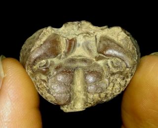 Arthropod,  Crustacean,  Crab Fossil From Java,  Indonesia,  29mm