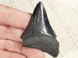 Megalodon Shark Tooth Fossil 26.  7gr