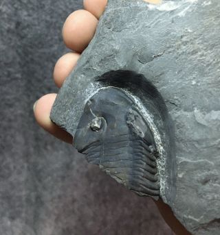Ordovician Trilobite 1/2 Isotelus mafritzae from Bowmanville,  ON,  Ca. 2