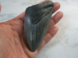 Large Fossil Shark Tooth?? Rare