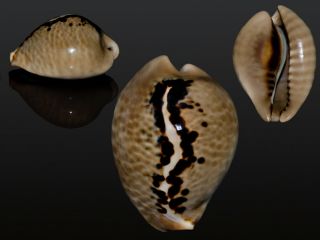 Seashell Cypraea Mus Very Unusual Extremely Spotty Pattern.  41.  5 Mm Gem