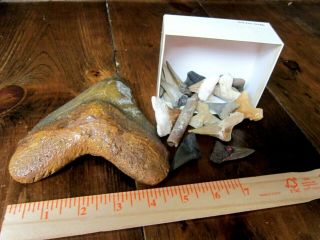 Megalodon Dinosaur Fossil Shark Tooth Cast With Array Of Shark Teeth
