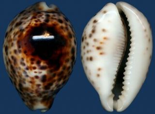Shell Cypraea Tigris Ionthodes Seashell