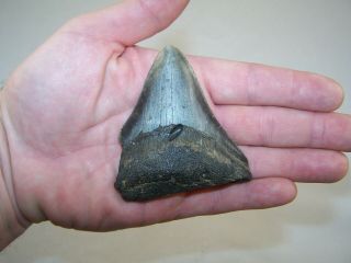 3.  15 " Megalodon Fossil Shark Tooth Teeth - 3.  5 Oz - No Restoration - Not Dinosaur