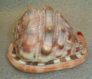 Fine Large Cameo Grade Conch Shell 3 "