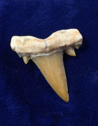 Uncommon Serratolamna Serrata Fossil Cretaceous Shark Tooth Morocco