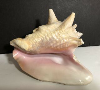 Large Queen Conch Shell Pink Seashell Nautical Fish Tank Ocean 8 3/4 Inch