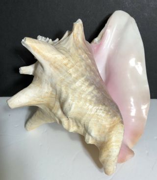 Large Queen Conch Shell Pink Seashell Nautical Fish Tank Ocean 8 3/4 Inch 2