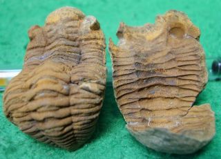 Fossil Positive Negative Calmoniid Trilobite From The Devonian Of Bolivia Rare B