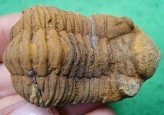 FOSSIL POSITIVE NEGATIVE CALMONIID TRILOBITE FROM THE DEVONIAN OF BOLIVIA RARE b 2