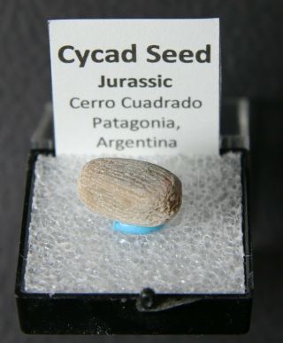 Fossil Cycad Seed – Argentina