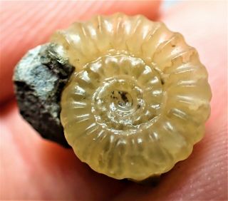 Yellow Calcite Promicroceras Jurassic Ammonite Fossil 13 Mm Uk Jewelry Crystals