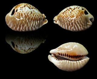 Seashell Cypraea Mus Donmoorei 40.  51 Venezuela Dwarf