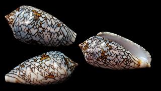 Seashell Conus Textile Euerioc Cyanosus 64.  28 Madagascar