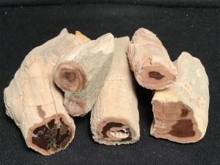 Rw Five " Petrified Wood Limbs " From Oregon All Unique Sale
