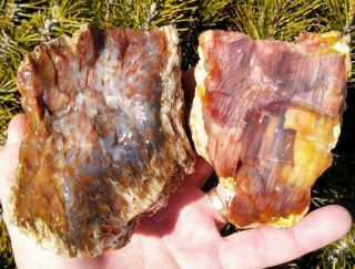 Two (2) Opalized Opal Pink Purple Agate Petrified Wood Juntura Oregon 2lbs 13,  Oz