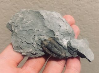 Ohio Fossil Trilobite Flexicalymene Retrorsa Ordovician Fossil Bug Pre Dinosaur